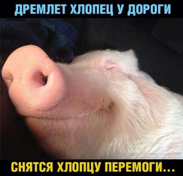 1488618353_e-news.su_1-ukry.jpg