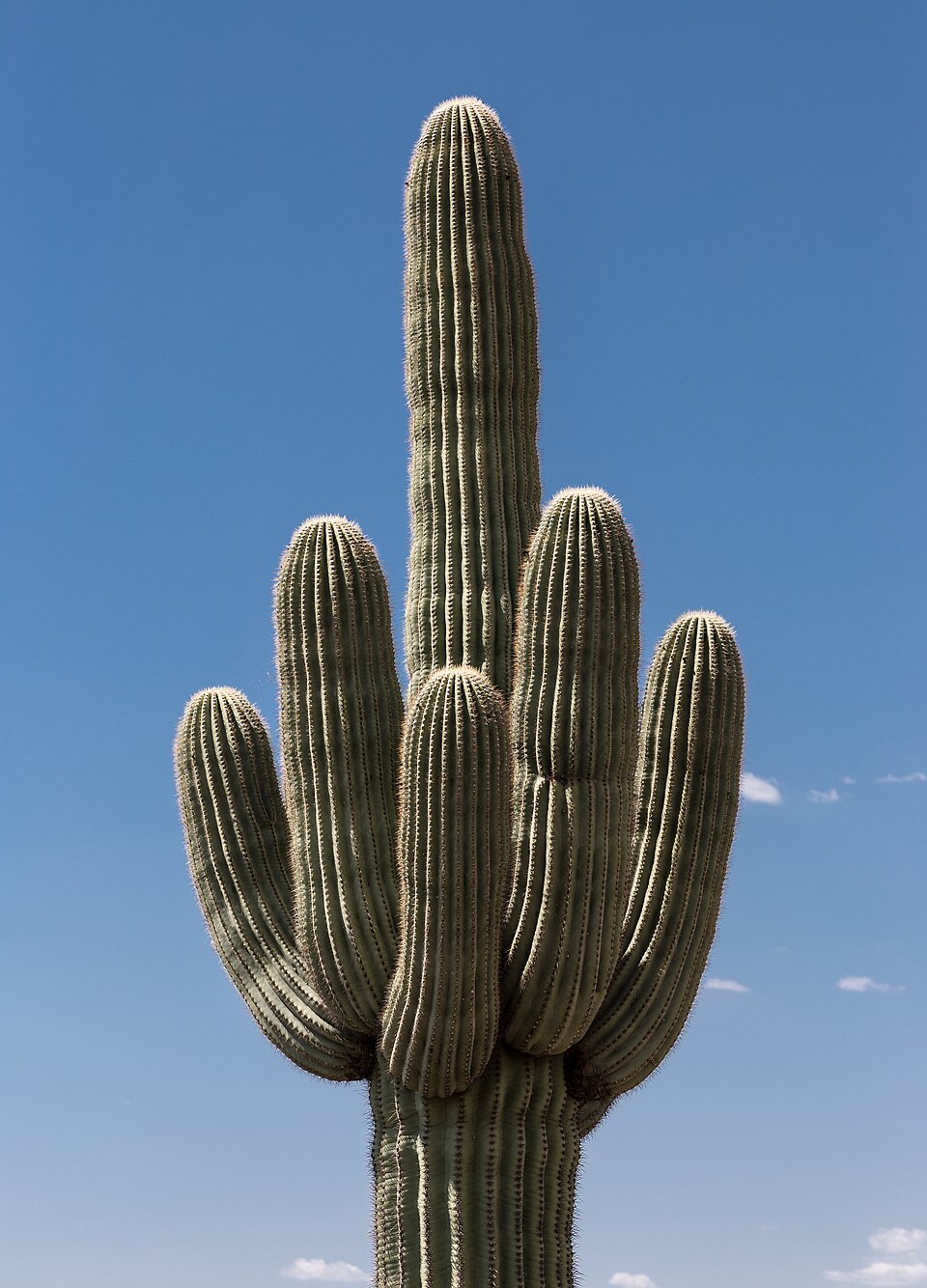 Carnegiea_gigantea_or_Sahuaro_or_Saguaro.jpg