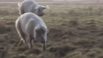 up.gif