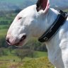 BullTerrier